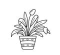 Spathiphyllum in a flowerpot. Vector illustration potted house plant sketch