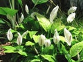 Spathiphyllum