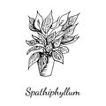 Spathiphyllum home plant in pot isolated on white background. Blooming flower as house and office decoration, gift. Vector