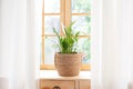 Spathiphyllum home plant in straw pot stands on a windowsill. Home plants on the windowsill. concept of home gardening. Spathiphyl