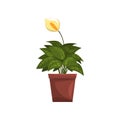 Spathiphyllum indoor house plant in brown pot, element for decoration home interior vector Illustration on a white Royalty Free Stock Photo