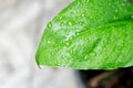 Spathiphyllum, monocotyledonous or Araceae or Spath or Lily Peace and rain drop or dew drop