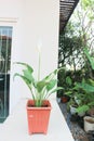 Spathiphyllum, monocotyledonous or Araceae or Spath or Lily Peace