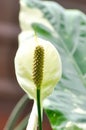 Spathiphyllum, monocotyledonous or Araceae or Spath or Lily Peace with white flower or dot Spathiphyllum