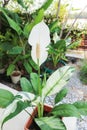 Spathiphyllum, monocotyledonous or Araceae or Spath or Lily Peace