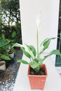 Spathiphyllum, monocotyledonous or Araceae or Spath or Lily Peace