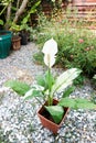 Spathiphyllum, monocotyledonous or Araceae or Spath or Lily Peace