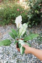 Spathiphyllum, monocotyledonous or Araceae or Spath or Lily Peace