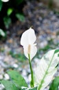 Spathiphyllum, monocotyledonous or Araceae or Spath or Lily Peace with white flower or dot Spathiphyllum