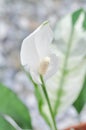 Spathiphyllum, monocotyledonous or Araceae or Spath or Lily Peace with white flower or dot Spathiphyllum