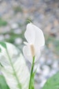 Spathiphyllum, monocotyledonous or Araceae or Spath or Lily Peace with white flower or dot Spathiphyllum