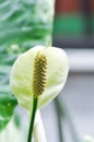 Spathiphyllum, monocotyledonous or Araceae or Spath or Lily Peace with white flower or dot Spathiphyllum