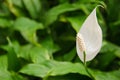 Spathiphyllum, Peace lily Royalty Free Stock Photo