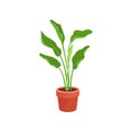 Spathiphyllum or peace lily in brown ceramic pot. Houseplant with long bright green leaves. Flat vector element of home Royalty Free Stock Photo