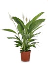 Spathiphyllum plant in studio