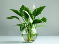 Spathiphyllum plant grows in glass vase with water