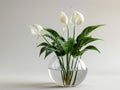 Spathiphyllum plant grows in glass vase with water