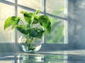 Spathiphyllum plant grows in glass vase with water