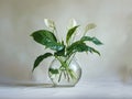 Spathiphyllum plant grows in glass vase with water