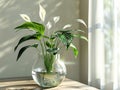 Spathiphyllum plant grows in glass vase with water