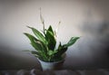 Spathiphyllum plant in living room Royalty Free Stock Photo