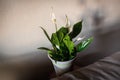 Spathiphyllum plant in living room Royalty Free Stock Photo