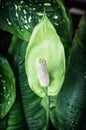 Spathiphyllum plant, natural scene Royalty Free Stock Photo