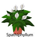 Spathiphyllum pot for flowers, with earth, pink, for seedlings, pots.