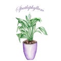 Spathiphyllum in a pot