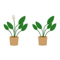 Spathiphyllum potted flat icon, indoor plant Royalty Free Stock Photo