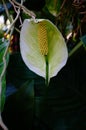 Spathiphyllum or Spath or Peace lily. Royalty Free Stock Photo