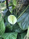 Spathiphyllum or Spath or Peace lily. Royalty Free Stock Photo