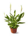 Spathiphyllum Spath or peace lily in a pot isolated Royalty Free Stock Photo