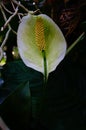 Spathiphyllum or Spath or Peace lily. Royalty Free Stock Photo