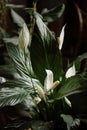 Spathiphyllum, spath or peace lily with white flowers Royalty Free Stock Photo