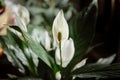 Spathiphyllum, spath or peace lily with white flowers Royalty Free Stock Photo