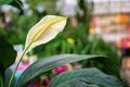 Spathiphyllum is an unusual and quite popular potted plant. a form of inflorescence, resembling a white sheet of paper