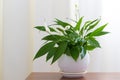 Spathiphyllum in white pot in interior Royalty Free Stock Photo