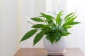 Spathiphyllum in white pot in interior Royalty Free Stock Photo