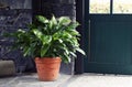 Spathiphyllum Royalty Free Stock Photo