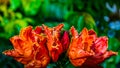 Spathodea Campanulata African Tulip flowers grow in a bright bunch on a tree in Ajijic Mexico