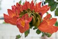 Spathodea campanulata also called africal tuliptree, tree with beautiful red bell flowers