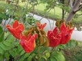 Spathodea campanulata or Flame of the forest.