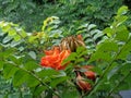 Spathodea campanulata Kiacret, African tulip, fountain tree, pichkari, Nandi flame, World`s Worst invaders, Nile flame, squirt tr