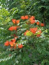 Spathodea campanulata Kiacret, African tulip, fountain tree, pichkari, Nandi flame, World`s Worst invaders, Nile flame, squirt tr