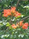 Spathodea campanulata Kiacret, African tulip, fountain tree, pichkari, Nandi flame, World`s Worst invaders, Nile flame, squirt tr