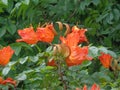 Spathodea campanulata Kiacret, African tulip, fountain tree, pichkari, Nandi flame, World`s Worst invaders, Nile flame, squirt tr