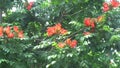 Spathodea campanulata Kiacret, African tulip, fountain tree, pichkari, Nandi flame, World`s Worst invaders, Nile flame, squirt tr