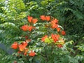 Spathodea campanulata Kiacret, African tulip, fountain tree, pichkari, Nandi flame, World`s Worst invaders, Nile flame, squirt tr