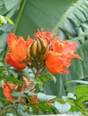 Spathodea campanulata Kiacret, African tulip, fountain tree, pichkari, Nandi flame, World`s Worst invaders, Nile flame, squirt tr